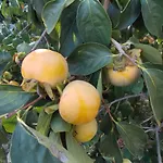 & Karmen Affittacamere 3*