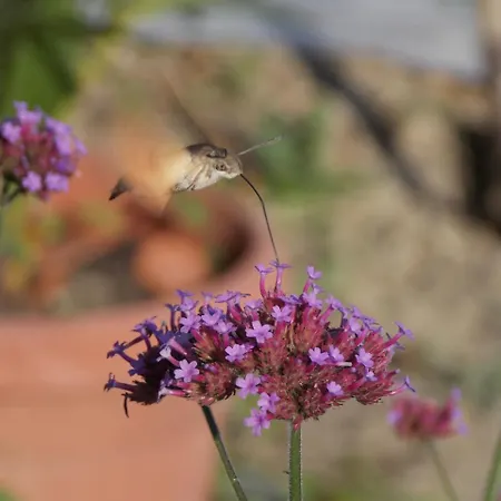 Гостевой дом & Karmen