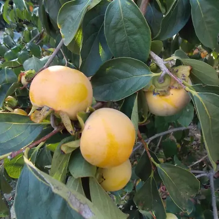 & Karmen Πανσιόν 2*
