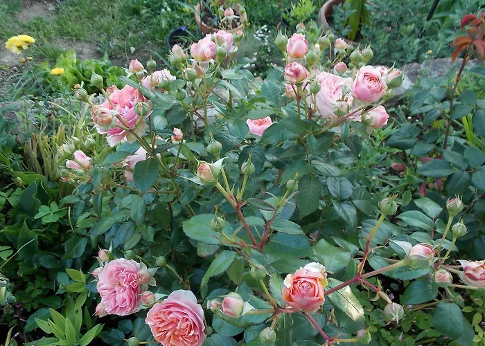 & Karmen Affittacamere