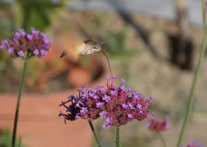 Casa de hóspedes & Karmen