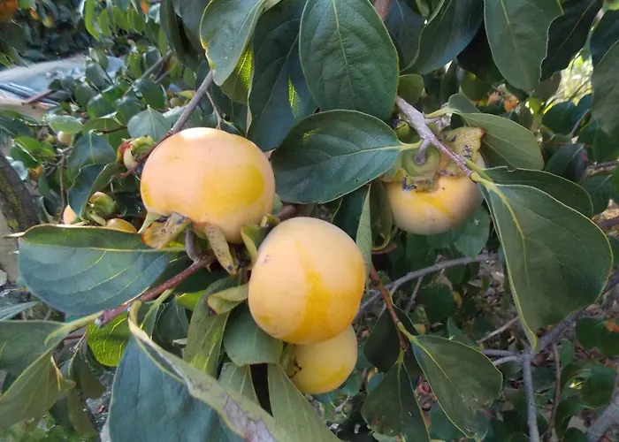 & Karmen Casa de hóspedes 3*